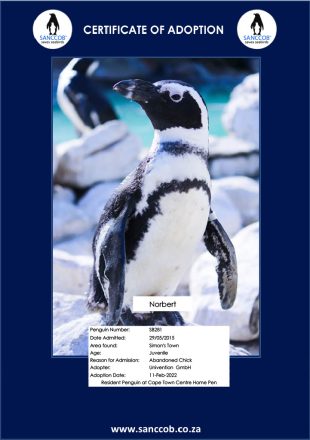 Adoptierter Pinguiun Norbert aus Südafrika